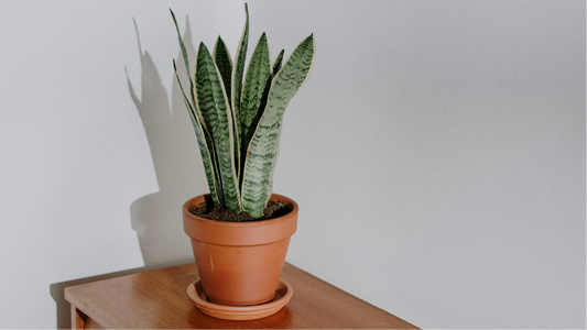 Tips for choosing planters to enhance your home decor | Materials